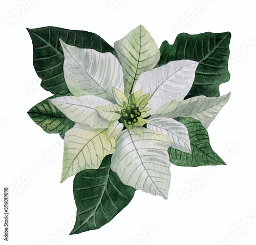 Watercolor white poinsettia flower. Symbol of the winter holiday, the Christmas star. A hand-drawn illustration isolated on a white background.