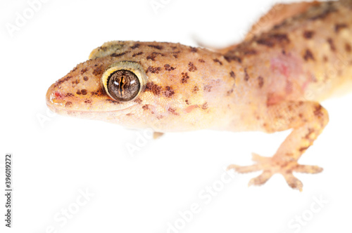 Mediterranean house gecko (Hemidactylus turcicus) on white background, Italy.