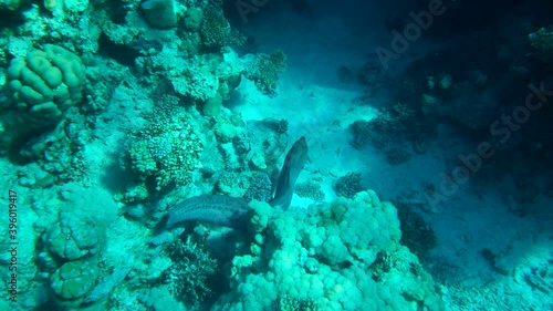 Wallpaper Mural Slow motion, Moray slowly swim over seabed. Giant Moray Eel (Gymnothorax javanicus). High-angle shot Torontodigital.ca