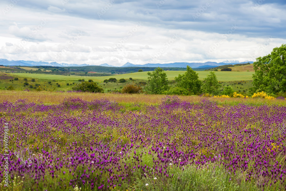 Spring rolling landscape view of green fields with mauve Lavandula stoechas flowers, trees and mountains on the horizon 