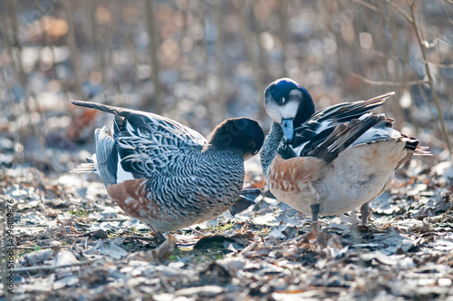 Chiloé wigeon (Mareca sibilatrix). photo