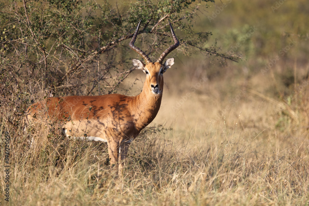 Schwarzfersenantilope / Impala / Aepyceros melampus Schwarzfersenantilope / Impala / Aepyceros melampus