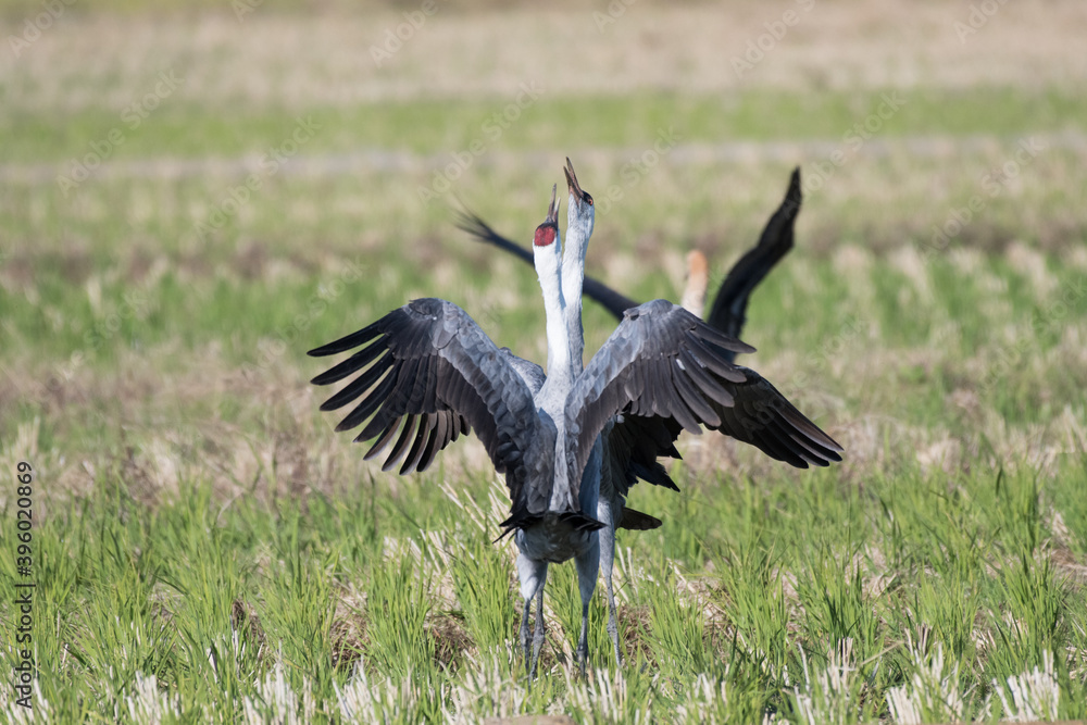 Fototapeta premium Two hooded cranes fighting in rice field