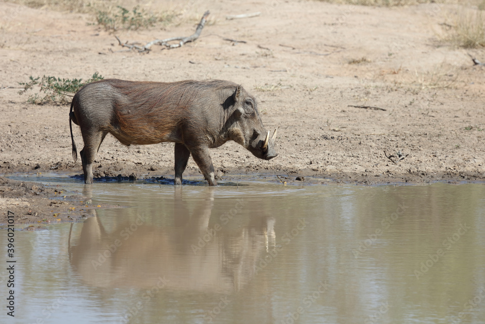 Warzenschwein / Warthog / Phacochoerus africanus Warzenschwein / Warthog / Phacochoerus africanus