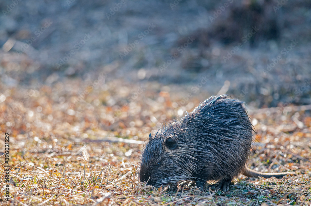 Coypu (Myocastor coypus), Piedmont, Italy. Coypu (Myocastor coypus), Piedmont, Italy.