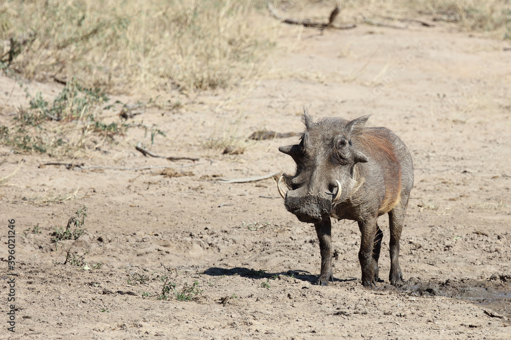 Fototapeta premium Warzenschwein / Warthog / Phacochoerus africanus