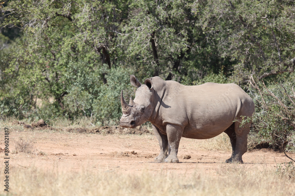 Obraz premium Breitmaulnashorn / Square-lipped rhinoceros / Ceratotherium Simum