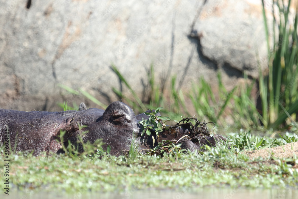 Flußpferd / Hippopotamus / Hippopotamus amphibius Flußpferd / Hippopotamus / Hippopotamus amphibius