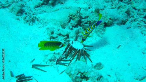 Butterflyfish, Angelfish and Broomtail Wrasse eating Brown Pencil Urchin. Diagonal Butterflyfish (Chaetodon fasciatus), Royal Angelfish (Pygoplites diacanthus), Broomtail Wrasse (Cheilinus lunulatus) photo