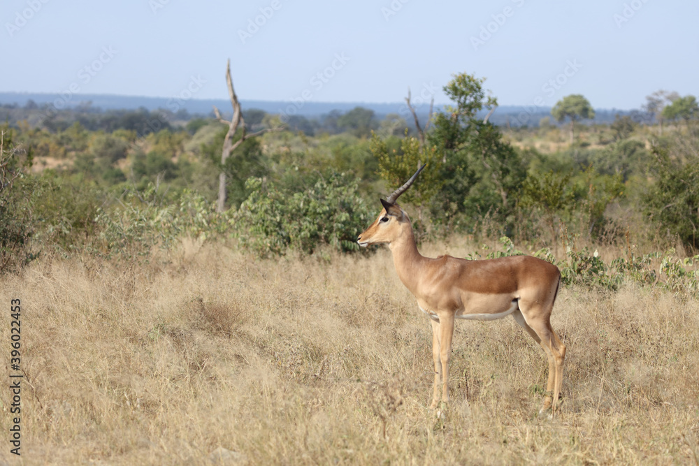 Fototapeta premium Schwarzfersenantilope / Impala / Aepyceros melampus
