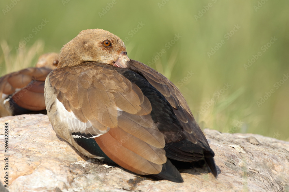 Obraz premium Nilgans / Egyptian Goose / Alopochen aegyptiacus..