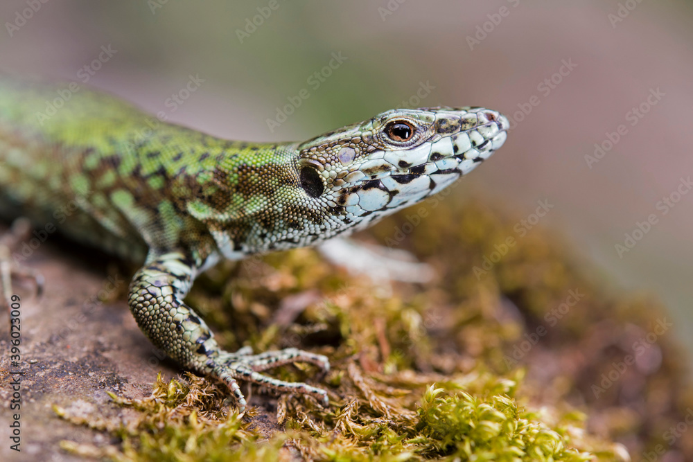 Common wall lizard (Podarcis muralis) Common wall lizard (Podarcis muralis)