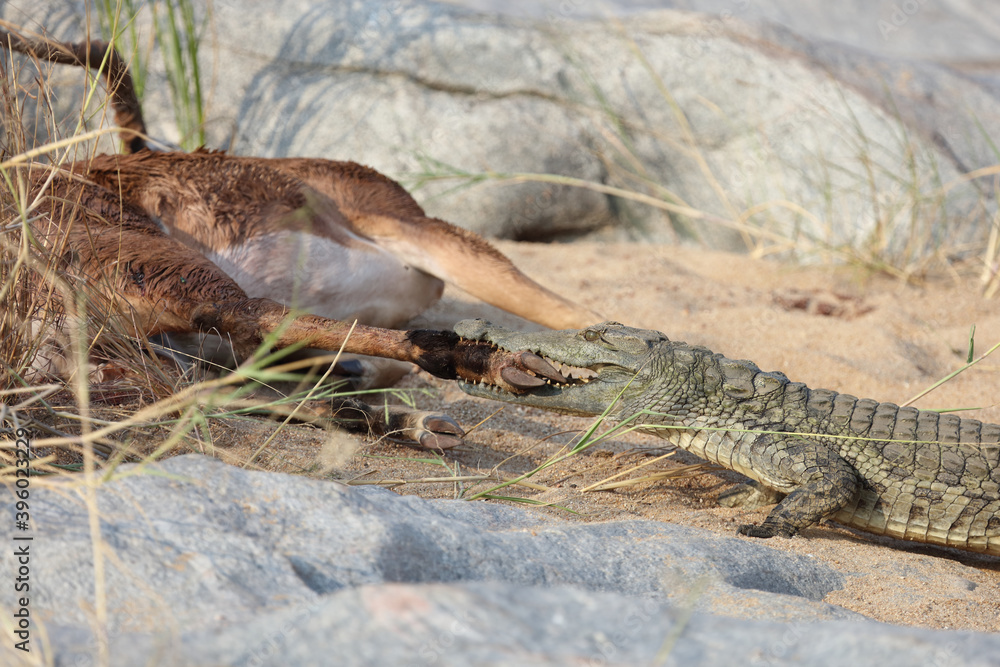 Schwarzfersenantilope und Nilkrokodil / Impala and Nile crocodile / Aepyceros melampus et Crocodylus Niloticus... Schwarzfersenantilope und Nilkrokodil / Impala and Nile crocodile / Aepyceros melampus et Crocodylus Niloticus...