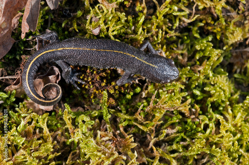 Italian crested newt (Triturus carnifex), Tuscany, Italy.