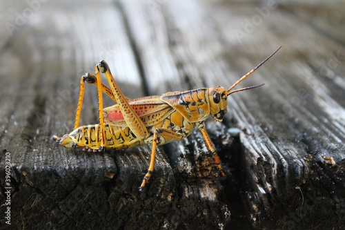 A yellow eastern lubber grasshopper on a wooden deck.