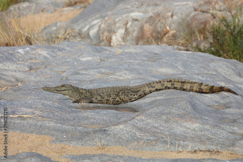 Nilkrokodil / Nile Crocodile / Crocodylus Niloticus