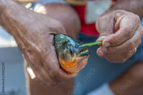 Εκτύπωση καμβά Close up of a wild Red-bellied Piranha fish (Caribe or Piraya) from the Amazon R