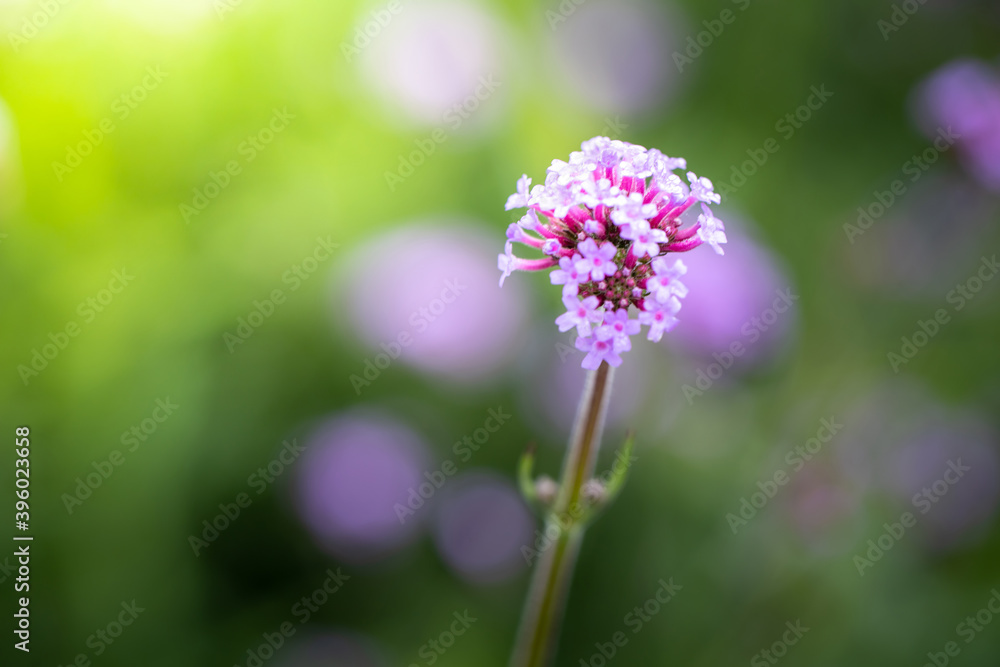 The background image of the colorful flowers The background image of the colorful flowers