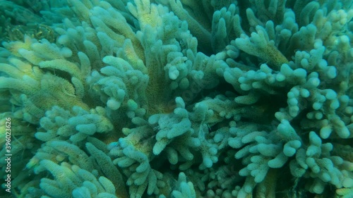 Details of the soft coral polips. Extreme close-up of the soft coral polips on the reef. Natural underwater background. Finger leather coral (Sinularia polydactyla) photo