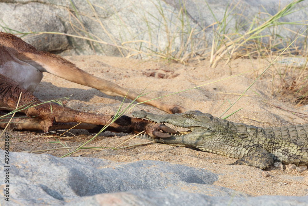 Schwarzfersenantilope und Nilkrokodil / Impala and Nile crocodile / Aepyceros melampus et Crocodylus Niloticus... Schwarzfersenantilope und Nilkrokodil / Impala and Nile crocodile / Aepyceros melampus et Crocodylus Niloticus...