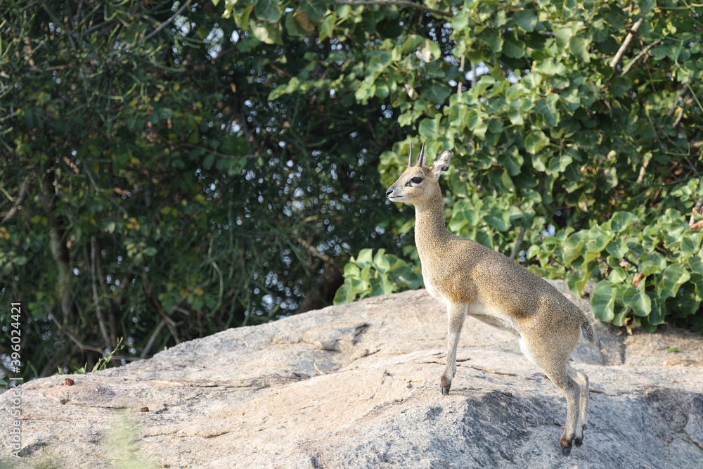 Naklejka premium Klippspringer / Klipspringer / Oreotragus oreotragus