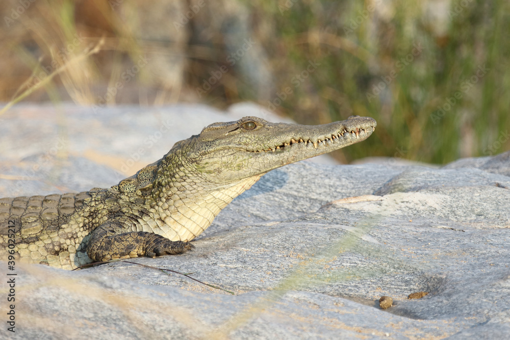 Naklejka premium Nilkrokodil / Nile Crocodile / Crocodylus Niloticus
