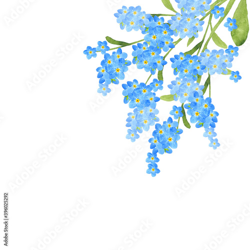忘れな草の水彩イラスト Stock Illustration Adobe Stock