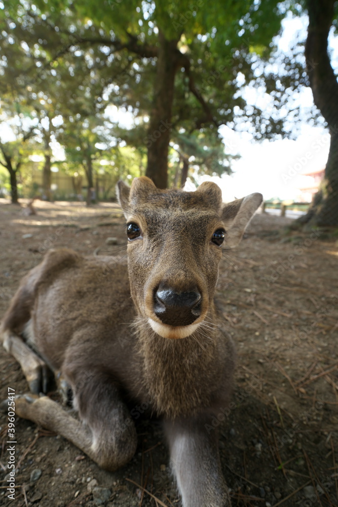 Nara,Japan-November 17,2020: Closeup of a deer resting on stacked autumn leaves at Nara Park, Nara
