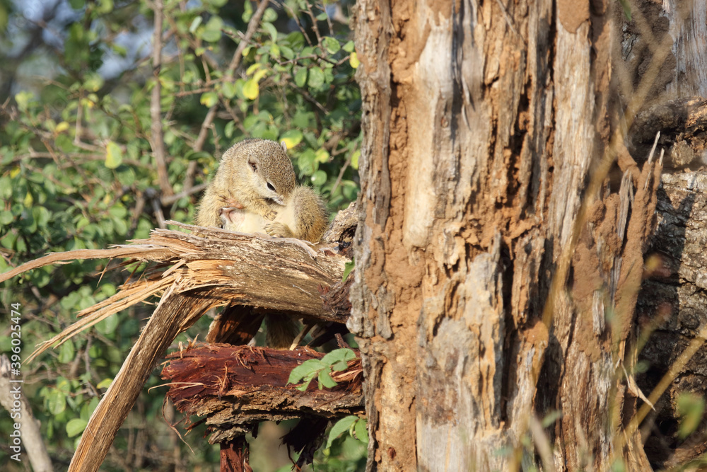 Fototapeta premium Ockerfußbuschhörnchen / Tree squirrel / Paraxerus Cepapi