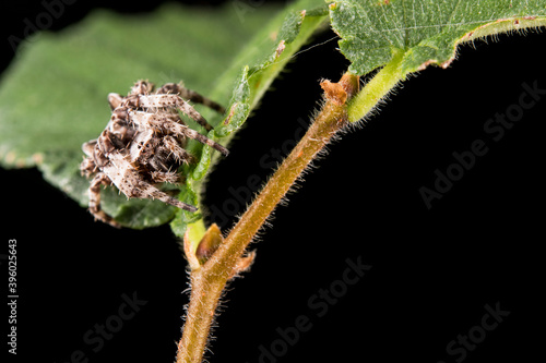 Gibbaranea omoeda (Orb-weaver spider) on a leaf, Liguria, Italy
 photo