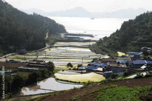 South Korea's Namhae Nice bent rice field photo