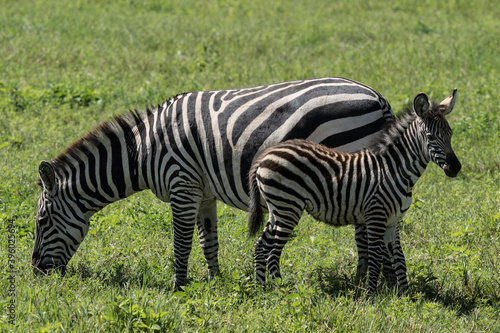 Zebra portrait mother and baby in Tanazania