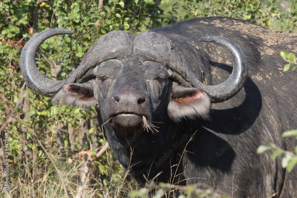 Fototapeta premium Kaffernbüffel / Buffalo / Syncerus caffer