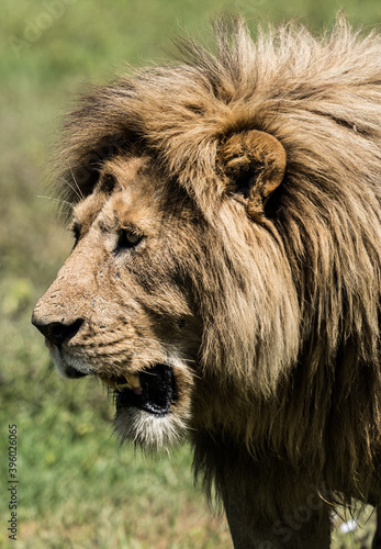 Fototapeta Naklejka Na Ścianę i Meble -  Lion wildlife portrait Tanzania Ngorongoro Crater