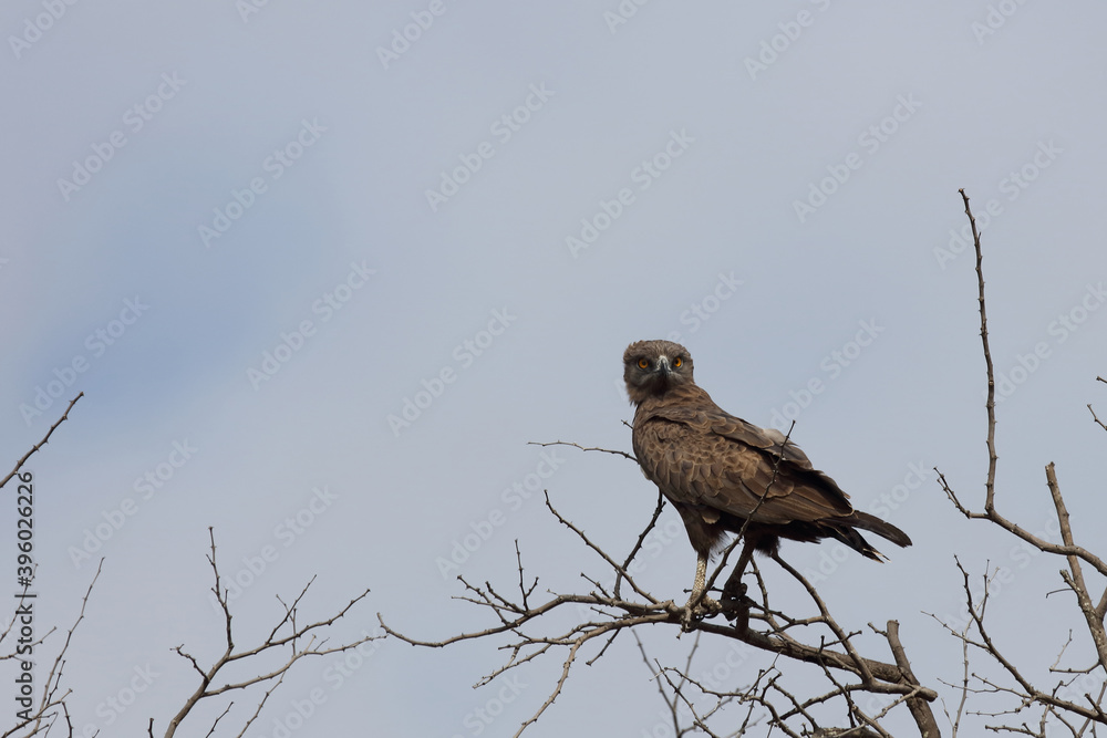 Einfarb-Schlangenadler / Brown snake-eagle / Circaetus cinereus Einfarb-Schlangenadler / Brown snake-eagle / Circaetus cinereus