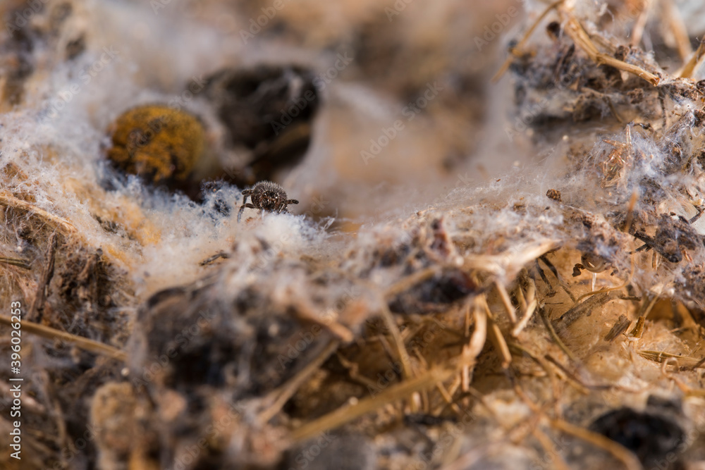 Eresus sp. juvenile with the rest of the mother