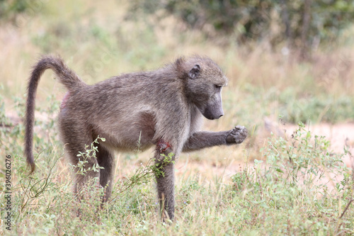 B  renpavian   Chacma baboon   Papio ursinus.