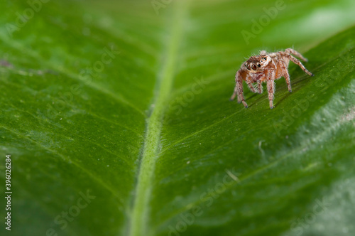 Jumping spider (Evarcha jucunda).