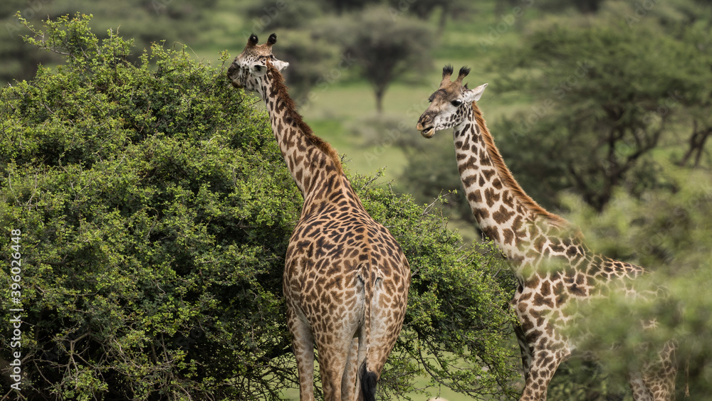 Obraz premium Giraffe couple feeding in game park safari Tanzania