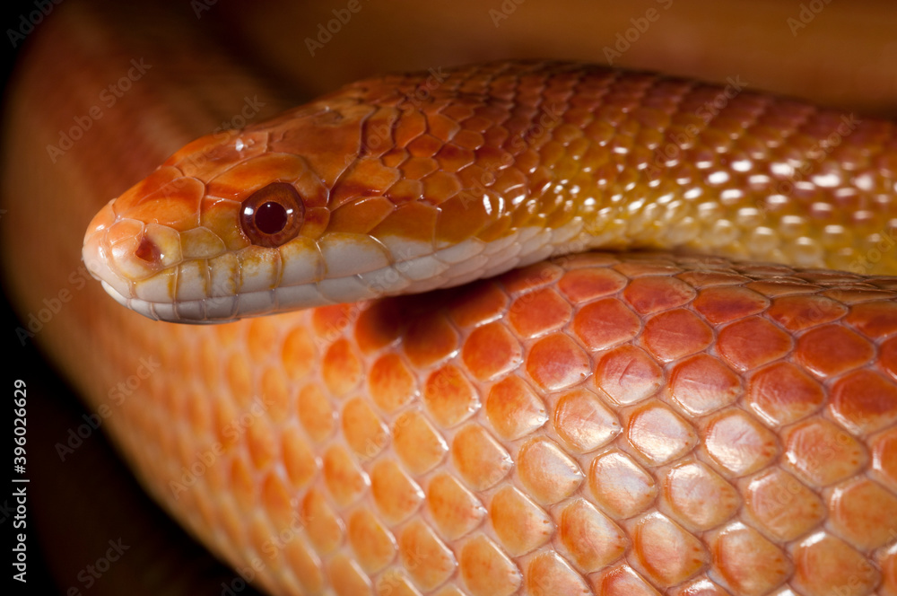 Fototapeta premium Corn snake (Pantherophis guttatus) on black background