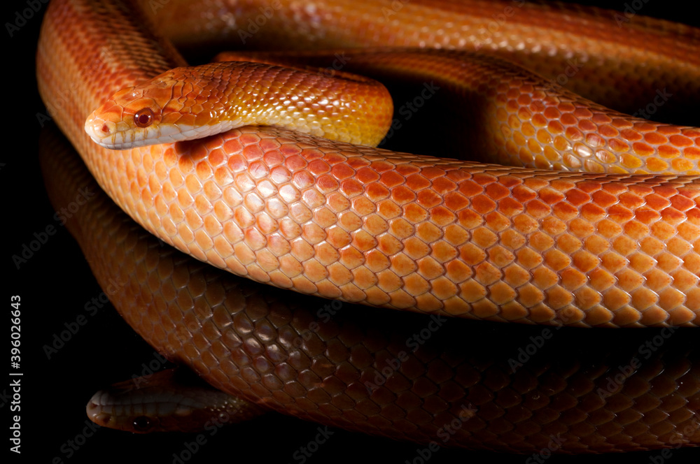 Corn snake (Pantherophis guttatus) on black background Corn snake (Pantherophis guttatus) on black background