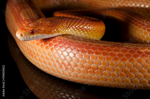 Corn snake (Pantherophis guttatus) on black background