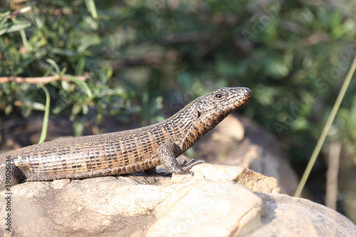 Felsen-Schildechse / Giant plated lizard / Gerrhosaurus validus