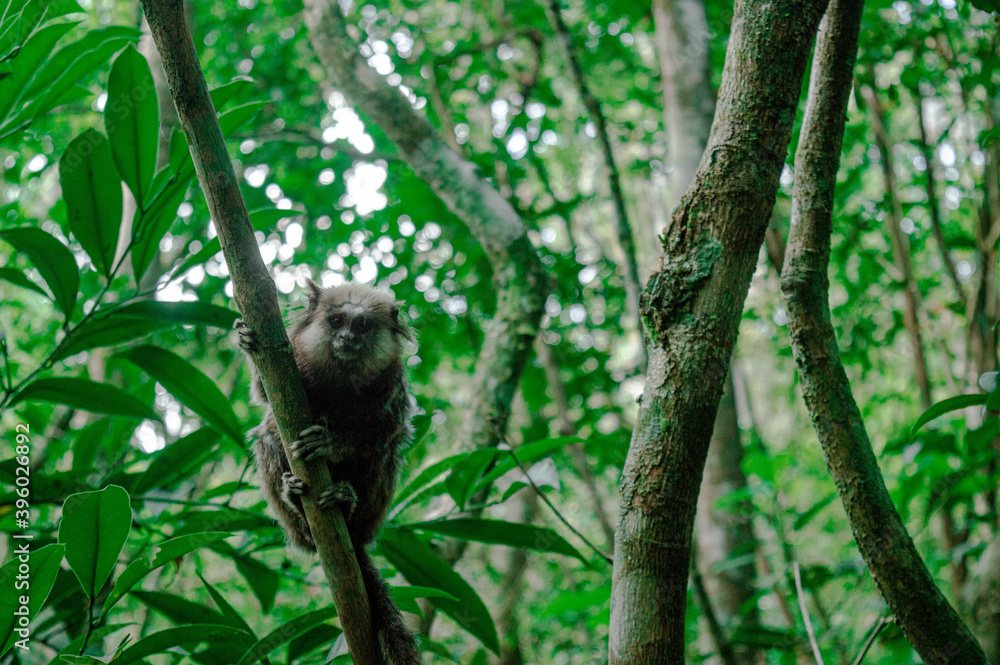 Obraz premium Monkey 2