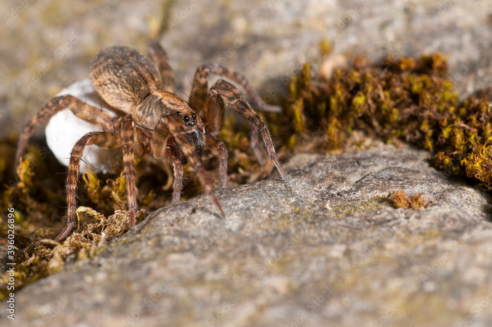 Wolf spider (Trochosa sp.) female with cocoon. Wolf spider (Trochosa sp.) female with cocoon.