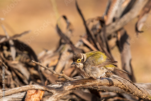 A small bird with a plain olive green body, a brown head and a creamy yellow eye-ring known as a Brown-headed Honeyeater (Melithreptus brevirostris) perched on a branch. photo