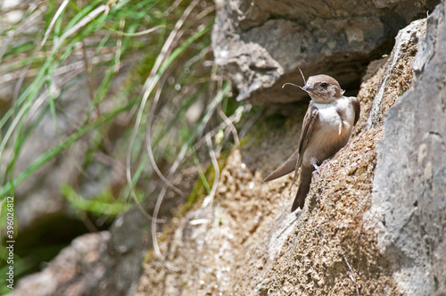 Foto Eurasian crag martin (Ptyonoprogne rupestris), Liguria, Italy.