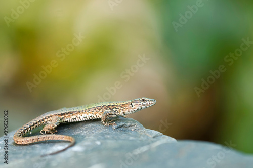 Common wall lizard (Podarcis muralis), Italy.