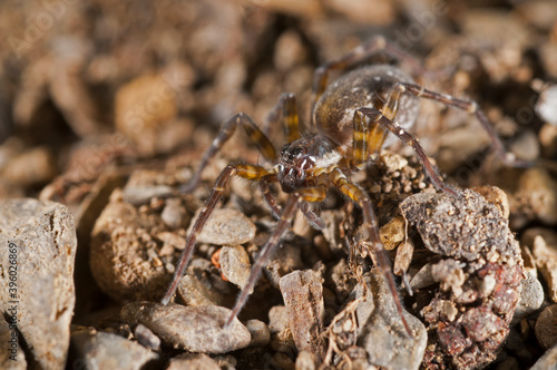 Wolf spider (Piratula sp.).