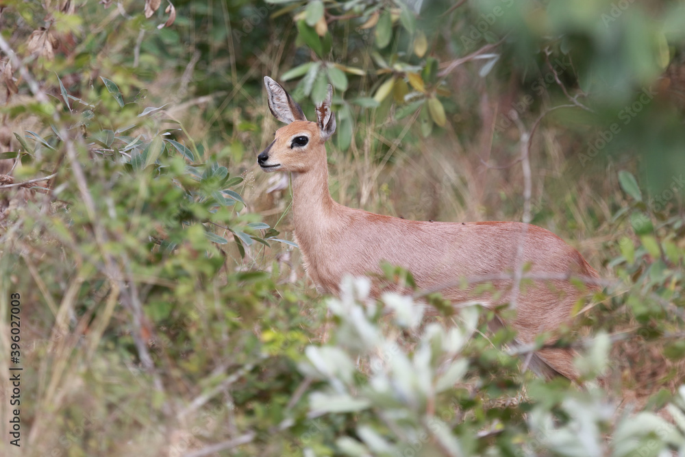 Afrikanischer Steinbock / Steenbok / Raphicerus campestris Afrikanischer Steinbock / Steenbok / Raphicerus campestris